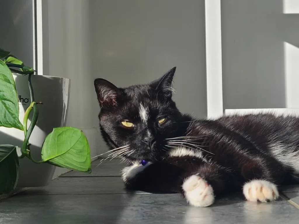 Black and white tuxedo cat resting in sunlight indoors