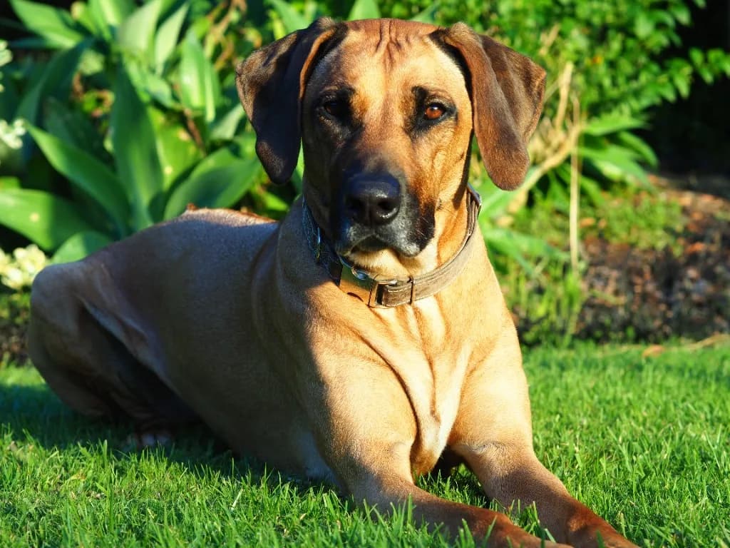 Tan dog resting on green grass in a sunny garden