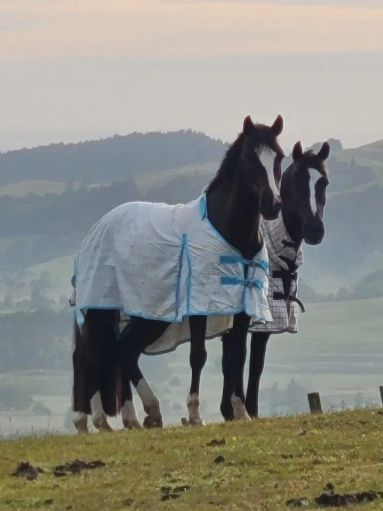 Two dark horses in blankets on a misty hillside