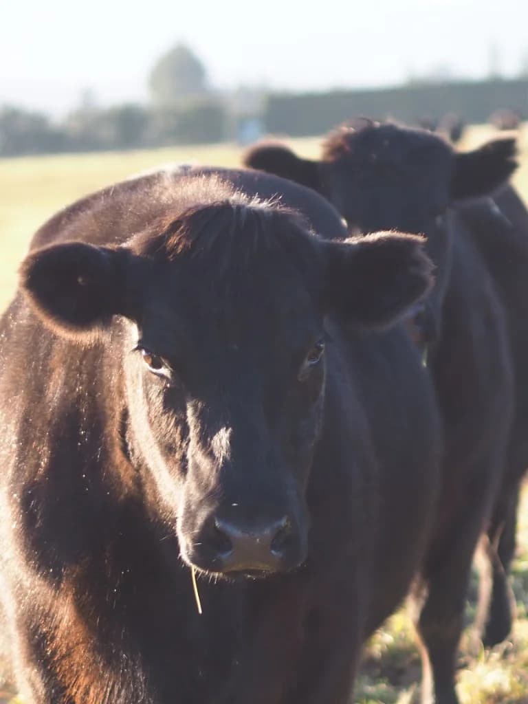 Black cow facing the camera in a sunlit field