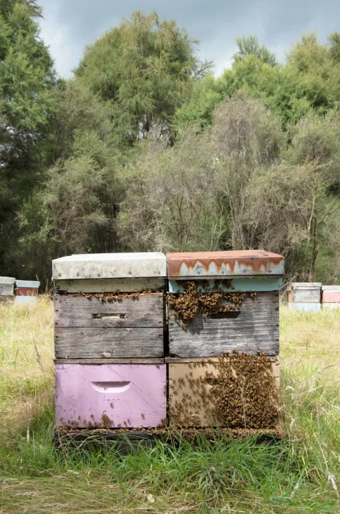 Wooden beehives stacked in a grassy field with bees clustering on the front