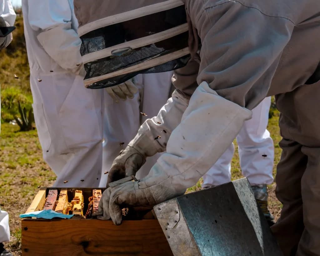 Beekeepers working over an open hive outdoors