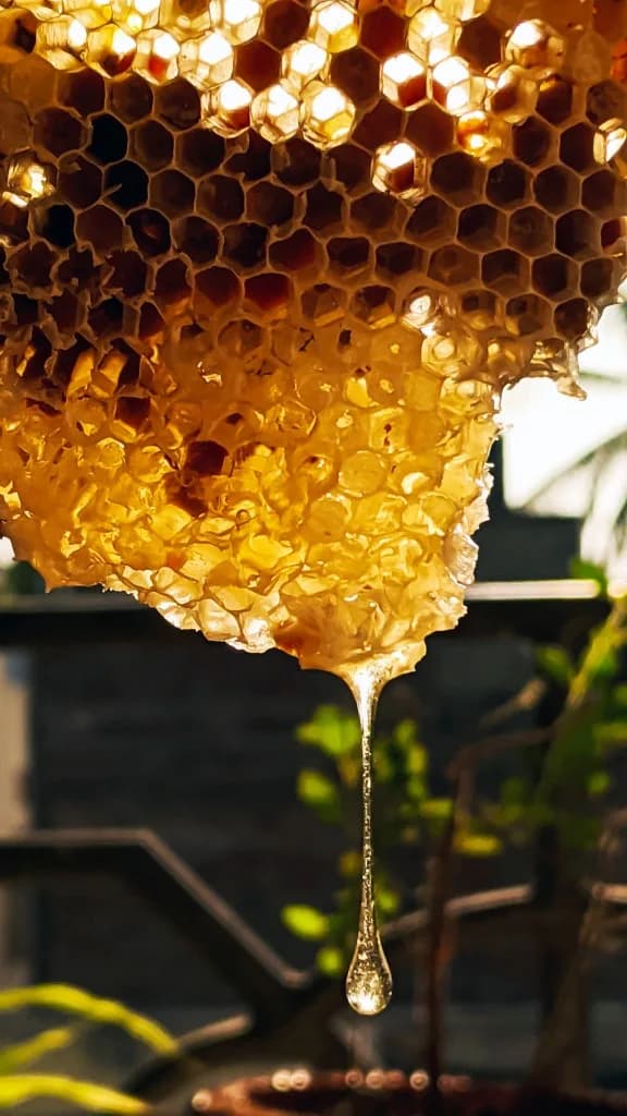 Honeycomb dripping with honey