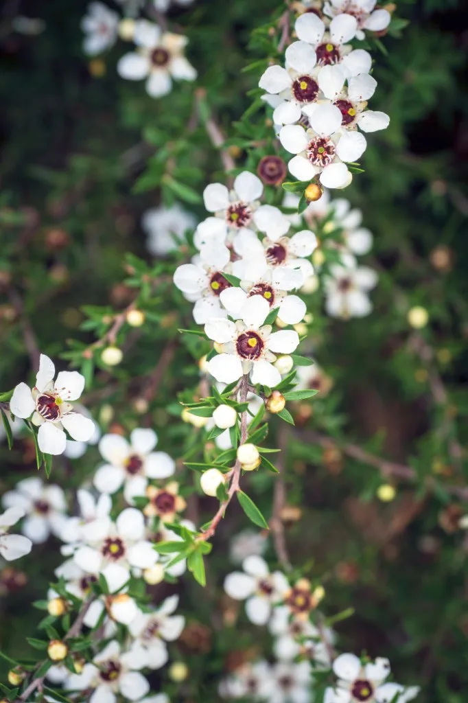 Mānuka blossom in flower