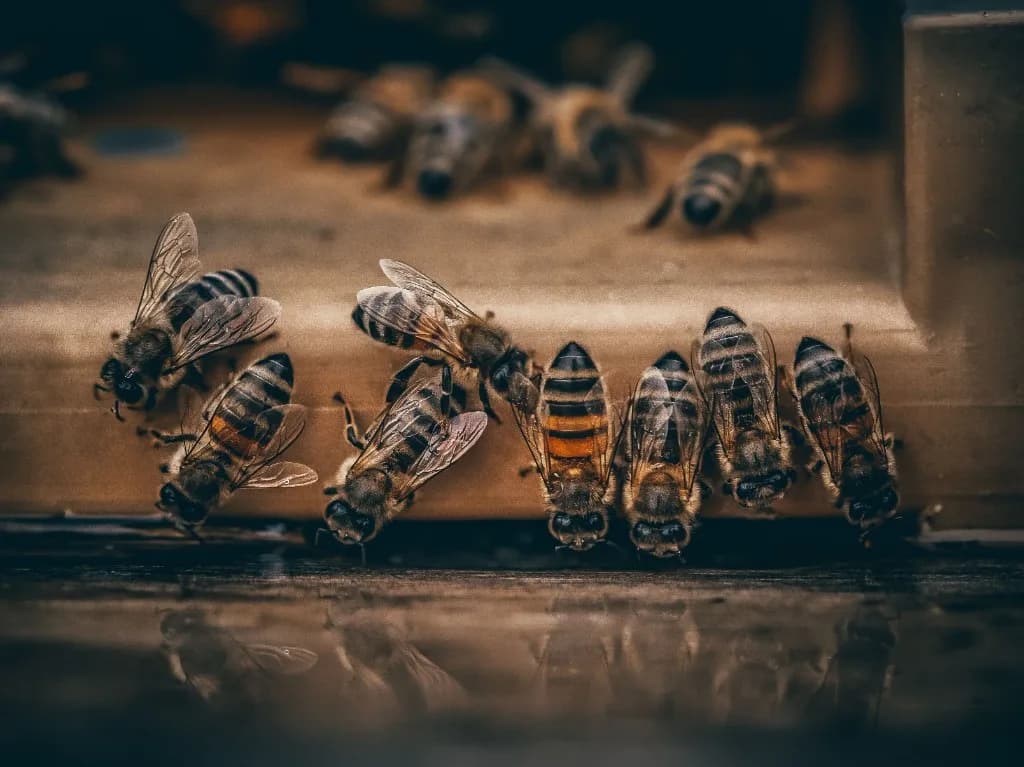 Honeybees drinking at the water's edge