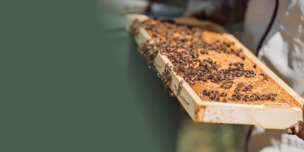 Honeycomb with honeybees in New Zealand bush