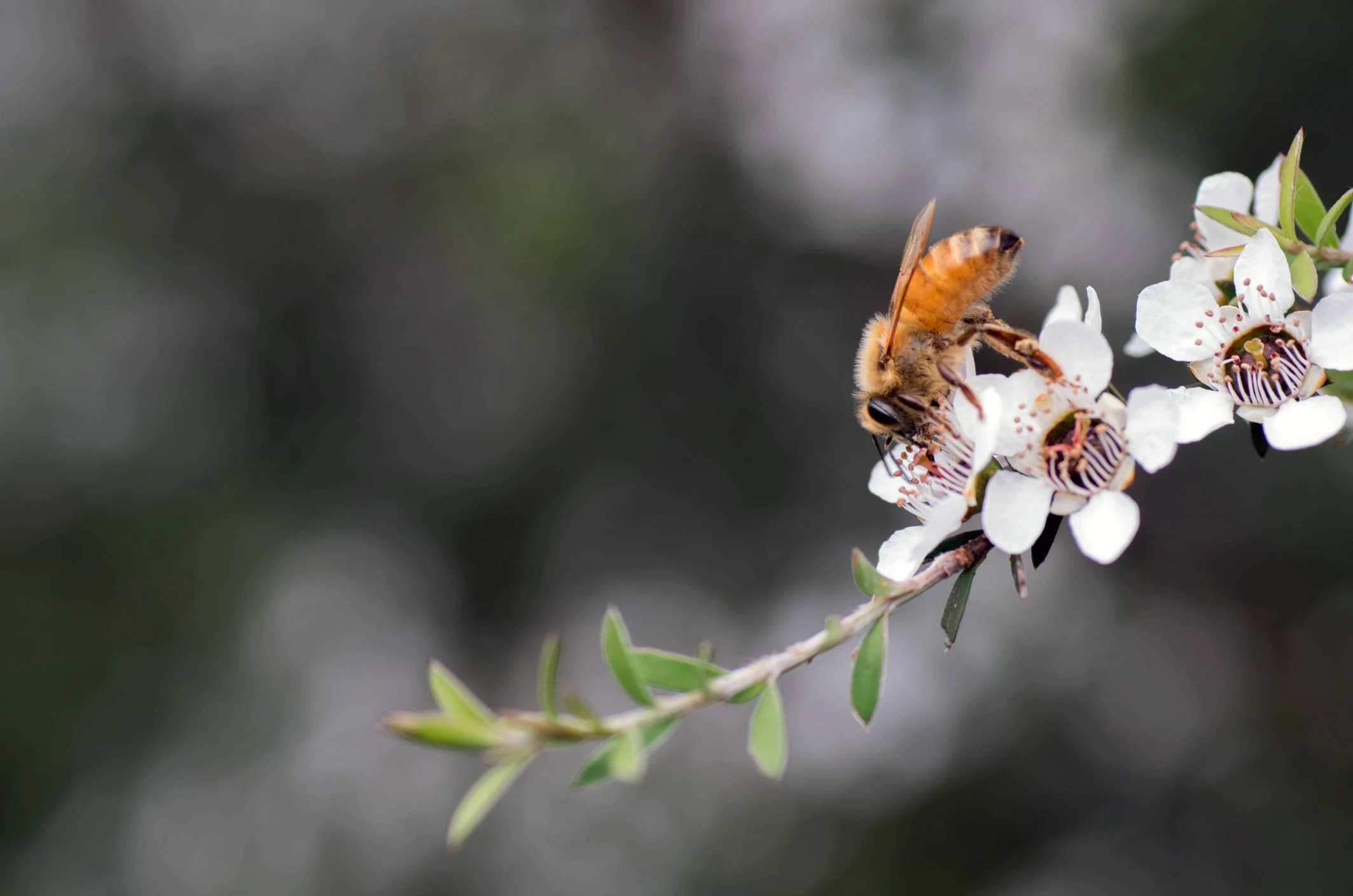 Honey bee on Mānuka blossom