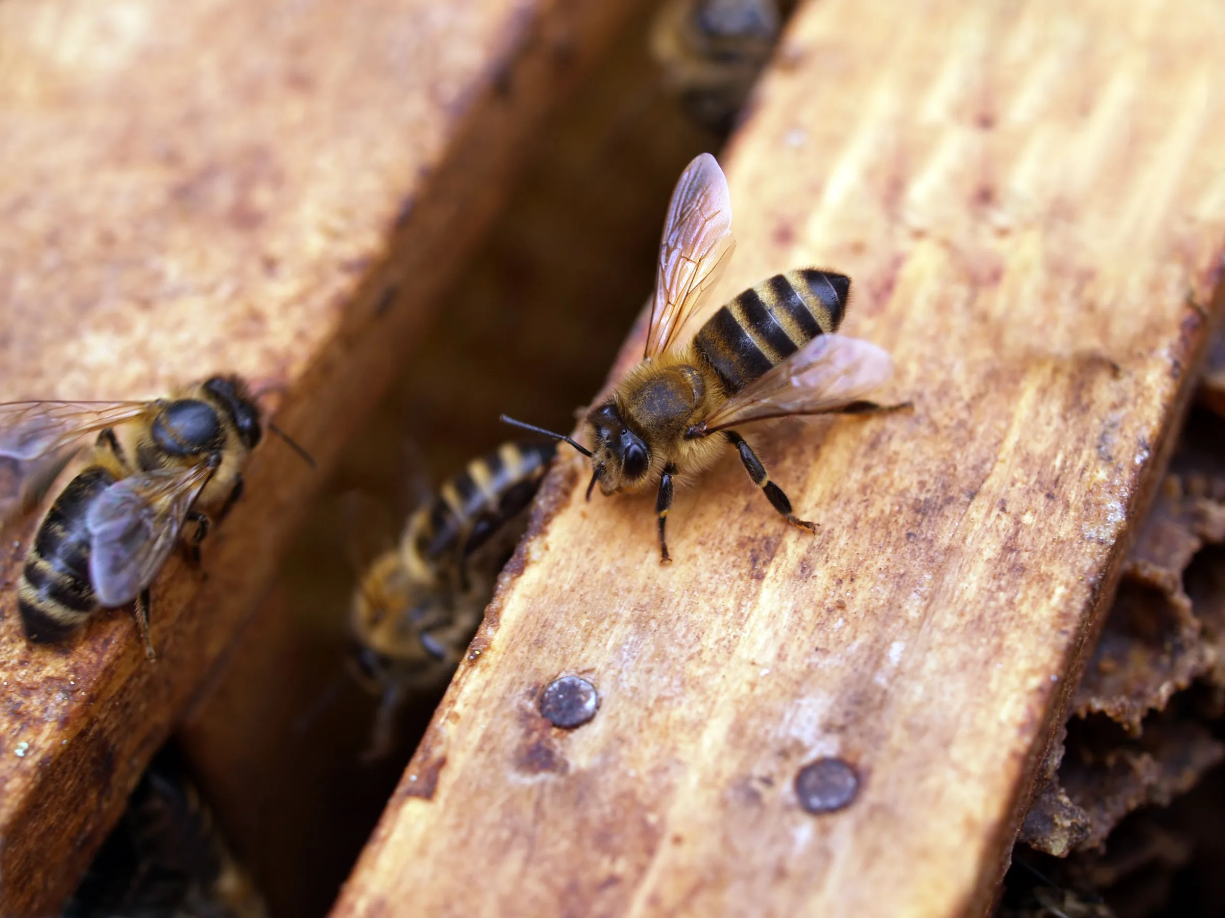 Bees on wooden hive frames